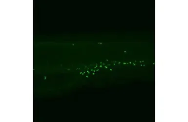 IHC - Wholemount - Anti-Myeloperoxidase antibody (AB210563)