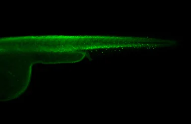 IHC - Wholemount - Anti-Myeloperoxidase antibody (AB210563)