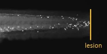 IHC - Wholemount - Anti-Myeloperoxidase antibody (AB210563)