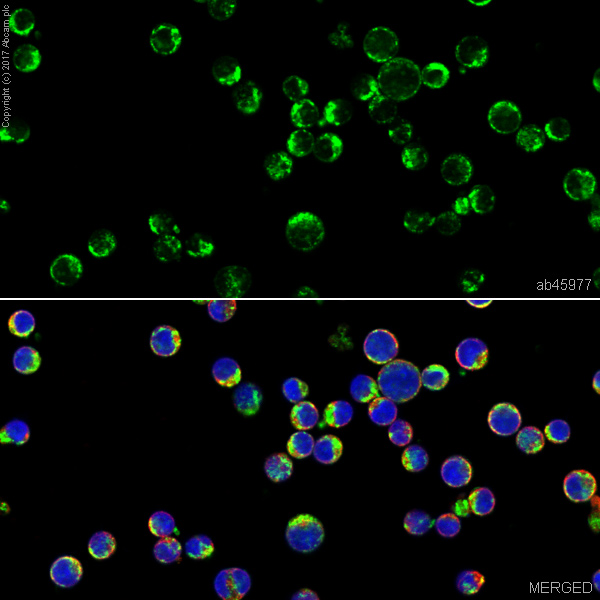 Immunocytochemistry/ Immunofluorescence - Anti-Myeloperoxidase antibody (AB45977), expandable thumbnail