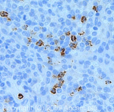 Immunohistochemistry (Formalin/PFA-fixed paraffin-embedded sections) - Anti-Myeloperoxidase antibody (AB45977), expandable thumbnail