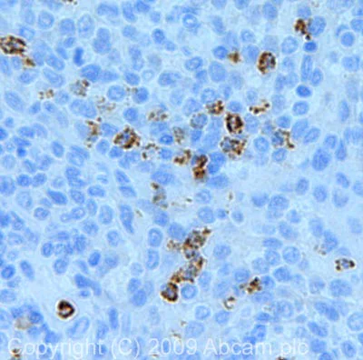 Immunohistochemistry (Formalin/PFA-fixed paraffin-embedded sections) - Anti-Myeloperoxidase antibody (AB45977)