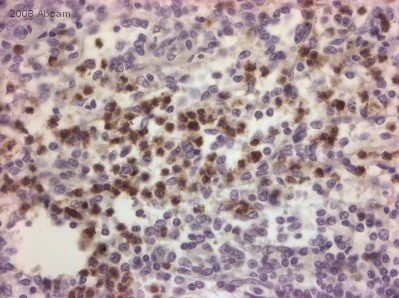 Immunohistochemistry (Formalin/PFA-fixed paraffin-embedded sections) - Anti-Myeloperoxidase antibody (AB45977)