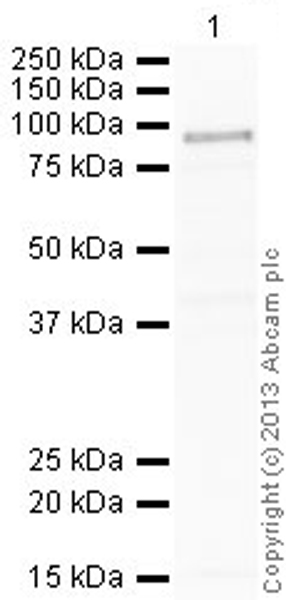 Western blot - Anti-Myeloperoxidase antibody (AB45977), expandable thumbnail