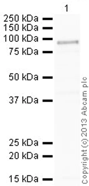 Western blot - Anti-Myeloperoxidase antibody (AB45977)