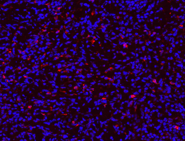 Immunohistochemistry (Formalin/PFA-fixed paraffin-embedded sections) - Anti-Myeloperoxidase antibody (AB65871)