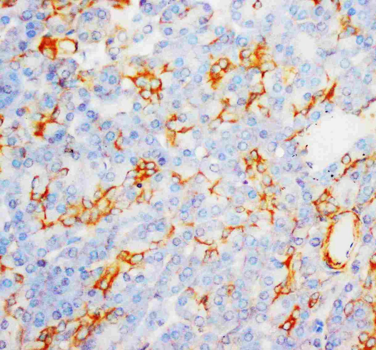 Immunohistochemistry (Formalin/PFA-fixed paraffin-embedded sections) - Anti-Myeloperoxidase antibody (AB65871)