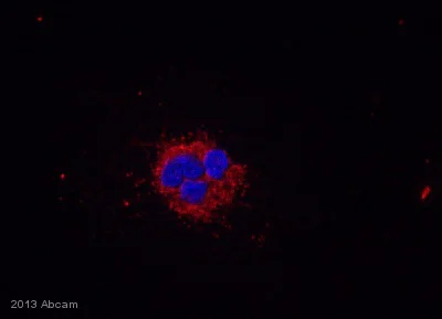 Immunocytochemistry - Anti-Myeloperoxidase antibody (AB9535)