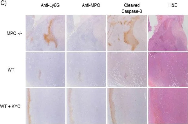 Immunohistochemistry - Anti-Myeloperoxidase antibody (AB9535)