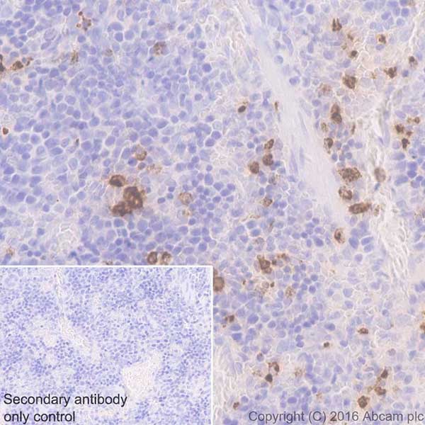 Immunohistochemistry (Formalin/PFA-fixed paraffin-embedded sections) - Anti-Myeloperoxidase antibody [EPR17996] (AB188211), expandable thumbnail