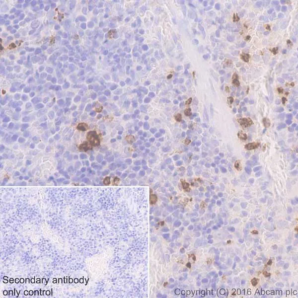 Immunohistochemistry (Formalin/PFA-fixed paraffin-embedded sections) - Anti-Myeloperoxidase antibody [EPR17996] (AB188211)