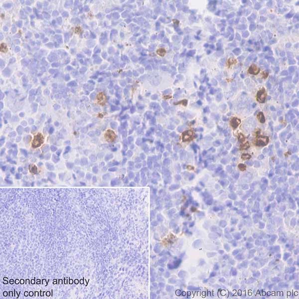 Immunohistochemistry (Formalin/PFA-fixed paraffin-embedded sections) - Anti-Myeloperoxidase antibody [EPR17996] (AB188211), expandable thumbnail