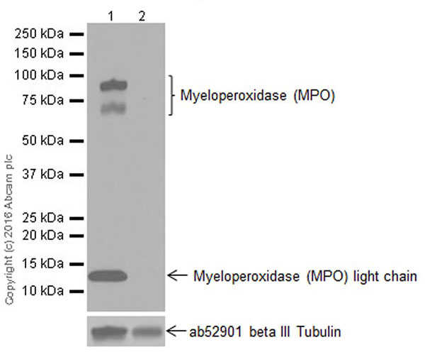 Western blot - Anti-Myeloperoxidase antibody [EPR17996] (AB188211), expandable thumbnail
