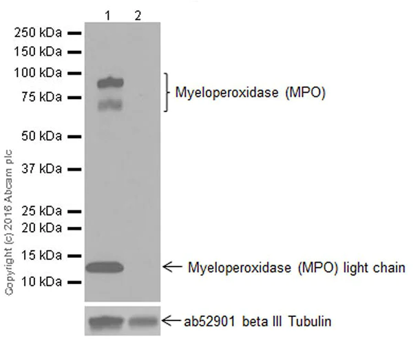 Western blot - Anti-Myeloperoxidase antibody [EPR17996] (AB188211)
