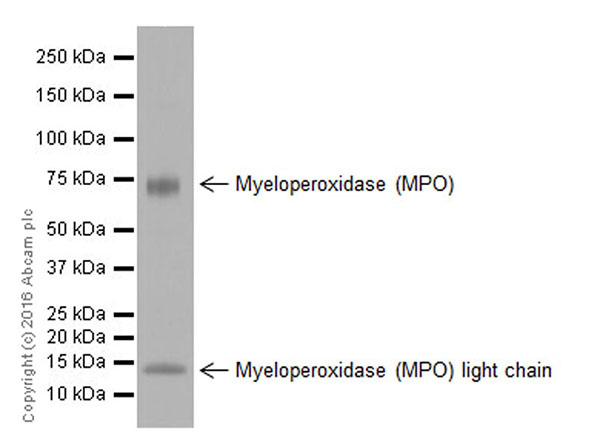 Western blot - Anti-Myeloperoxidase antibody [EPR17996] (AB188211), expandable thumbnail