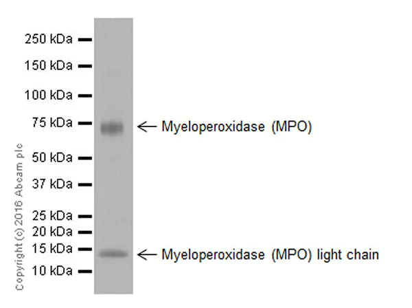 Western blot - Anti-Myeloperoxidase antibody [EPR17996] (AB188211)