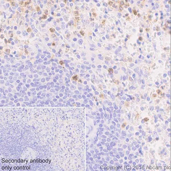 Immunohistochemistry (Formalin/PFA-fixed paraffin-embedded sections) - Anti-Myeloperoxidase antibody [EPR17996] - BSA and Azide free (AB236022)