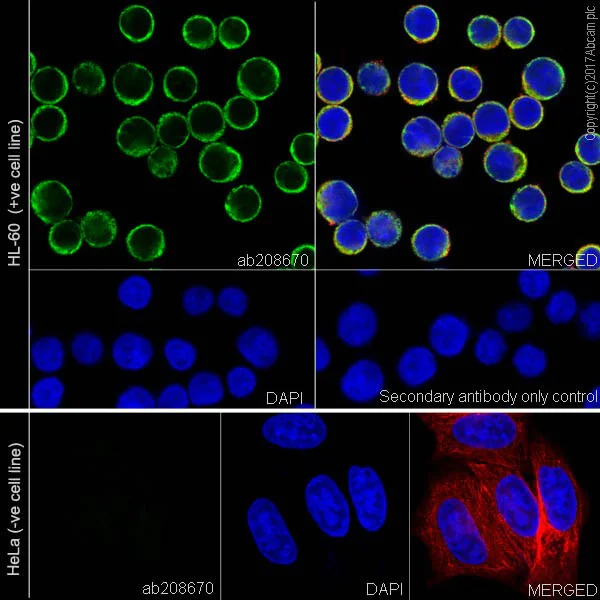 Immunocytochemistry/ Immunofluorescence - Anti-Myeloperoxidase antibody [EPR20257] (AB208670)