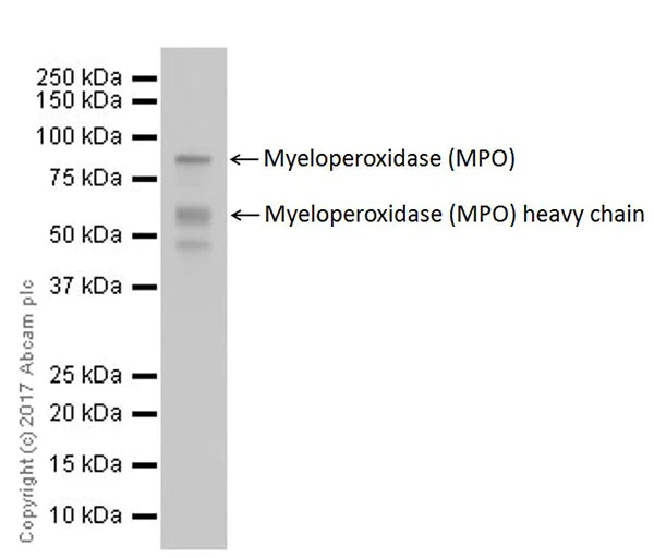 Western blot - Anti-Myeloperoxidase antibody [EPR20257] (AB208670)