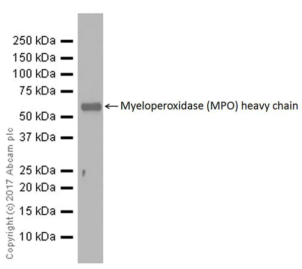 Western blot - Anti-Myeloperoxidase antibody [EPR20257] (AB208670)
