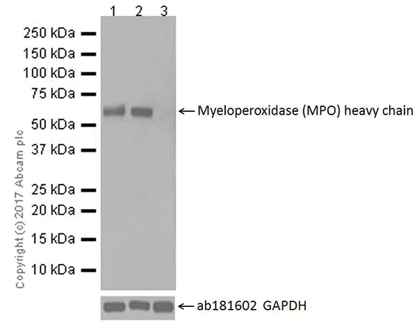 Western blot - Anti-Myeloperoxidase antibody [EPR20257] (AB208670)