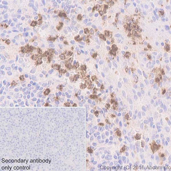 Immunohistochemistry (Formalin/PFA-fixed paraffin-embedded sections) - Anti-Myeloperoxidase antibody [EPR20257] - BSA and Azide free (AB221847), expandable thumbnail