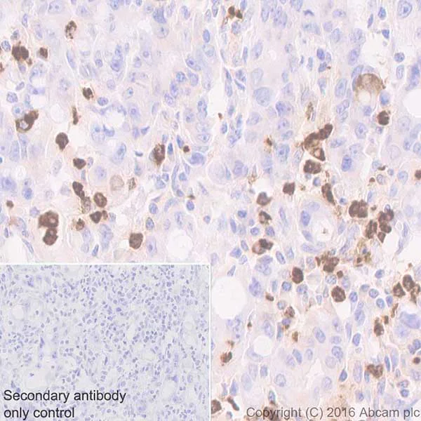 Immunohistochemistry (Formalin/PFA-fixed paraffin-embedded sections) - Anti-Myeloperoxidase antibody [EPR20257] - BSA and Azide free (AB221847)