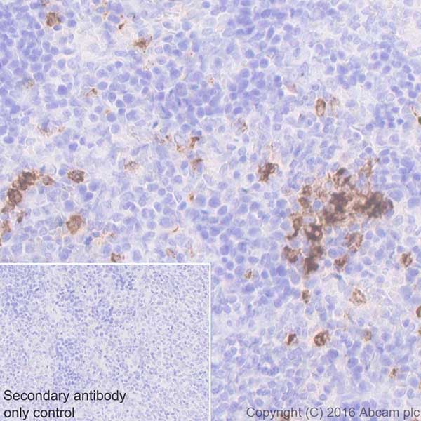 Immunohistochemistry (Formalin/PFA-fixed paraffin-embedded sections) - Anti-Myeloperoxidase antibody [EPR20257] - BSA and Azide free (ab221847), expandable thumbnail