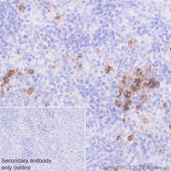 Immunohistochemistry (Formalin/PFA-fixed paraffin-embedded sections) - Anti-Myeloperoxidase antibody [EPR20257] - BSA and Azide free (AB221847)