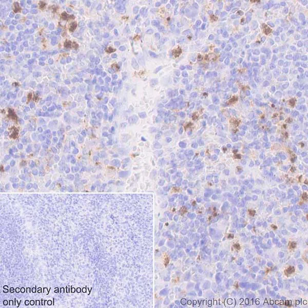 Immunohistochemistry (Formalin/PFA-fixed paraffin-embedded sections) - Anti-Myeloperoxidase antibody [EPR20257] - BSA and Azide free (AB221847)