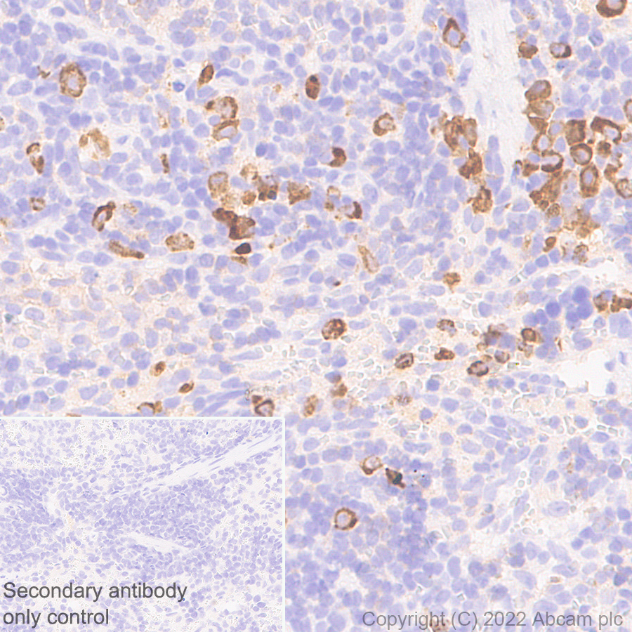 Immunohistochemistry (Formalin/PFA-fixed paraffin-embedded sections) - Anti-Myeloperoxidase antibody [EPR20257] - Rat IgG2a (Chimeric) (AB300650), expandable thumbnail