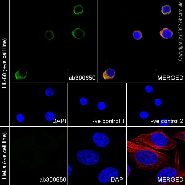 Immunocytochemistry/ Immunofluorescence - Anti-Myeloperoxidase antibody [EPR20257] - Rat IgG2a (Chimeric) - BSA and Azide free (AB300651)