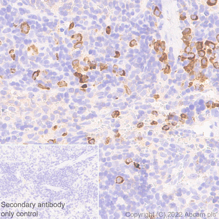 Immunohistochemistry (Formalin/PFA-fixed paraffin-embedded sections) - Anti-Myeloperoxidase antibody [EPR20257] - Rat IgG2a (Chimeric) - BSA and Azide free (AB300651)