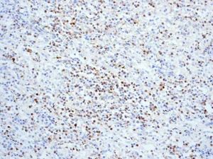 Immunohistochemistry (Formalin/PFA-fixed paraffin-embedded sections) - Anti-Myeloperoxidase antibody [EPR4792] (AB109116)