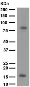 Western blot - Anti-Myeloperoxidase antibody [EPR4792] (AB109116)