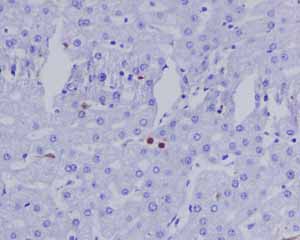 Immunohistochemistry (Formalin/PFA-fixed paraffin-embedded sections) - Anti-Myeloperoxidase antibody [EPR4792] - BSA and Azide free (AB247766)