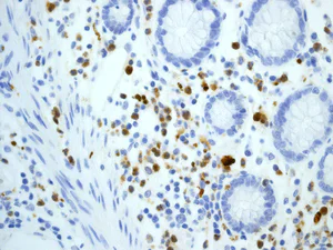 Immunohistochemistry (Formalin/PFA-fixed paraffin-embedded sections) - Anti-Myeloperoxidase antibody [EPR4792] - BSA and Azide free (AB247766)