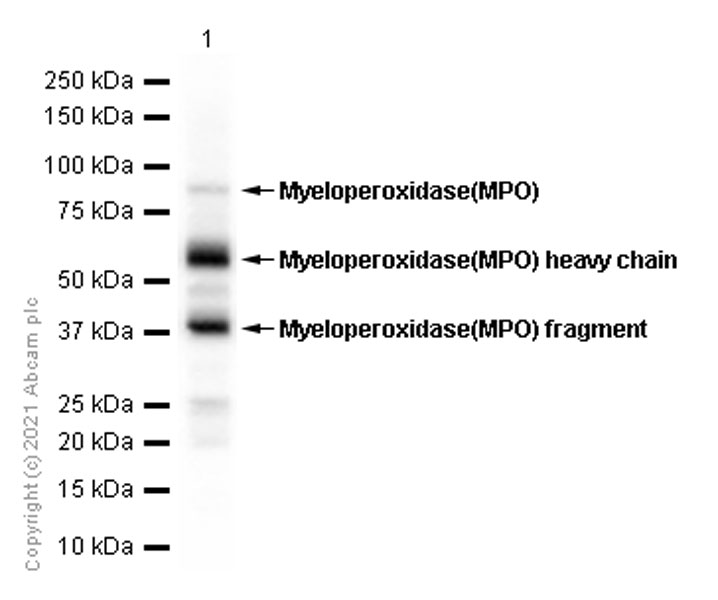 Western blot - Anti-Myeloperoxidase antibody [EPR4793] (AB134132), expandable thumbnail