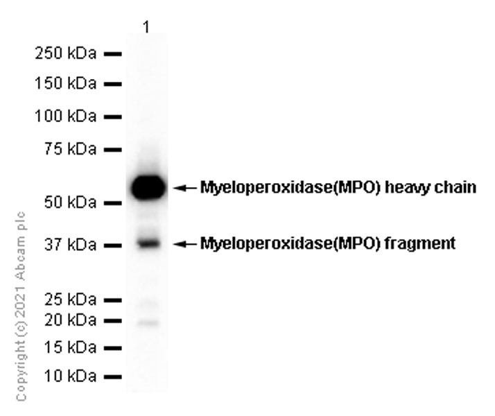 Western blot - Anti-Myeloperoxidase antibody [EPR4793] (AB134132), expandable thumbnail