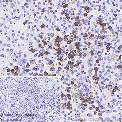 Immunohistochemistry (Formalin/PFA-fixed paraffin-embedded sections) - Anti-Myeloperoxidase antibody [SP72] (AB93665), expandable thumbnail
