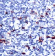 Immunohistochemistry (Formalin/PFA-fixed paraffin-embedded sections) - Anti-Myeloperoxidase antibody [SP72] - BSA and Azide free (AB236218)