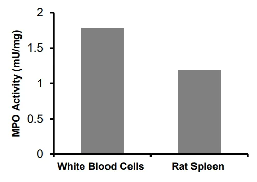 Functional Studies - Myeloperoxidase (MPO) Peroxidation Activity Assay Kit (Fluorometric) (AB273334)