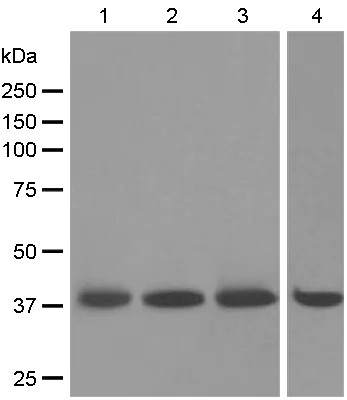 Western blot - Anti-Myf5 antibody [EPR4899] (AB125078)