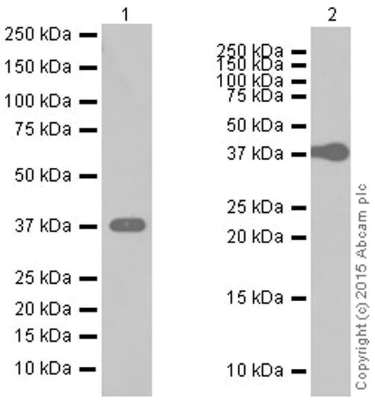 Western blot - Anti-Myf5 antibody [EPR4899] (AB125078)
