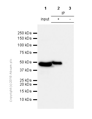 Immunoprecipitation - Anti-Myf5 antibody [EPR4899] - BSA and Azide free (AB240019), expandable thumbnail