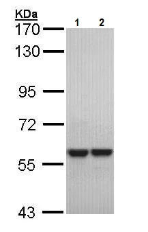 Western blot - Anti-MYH/MUTYH antibody (AB228722)