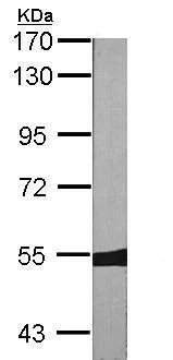 Western blot - Anti-MYH/MUTYH antibody (AB228722)