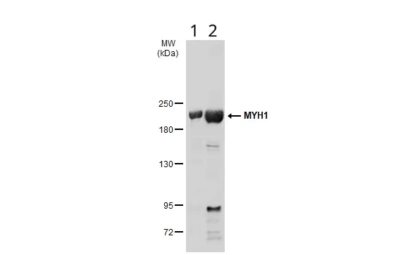 Western blot - Anti-MYH1 antibody (AB127539)