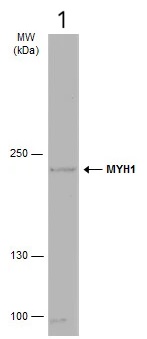 Western blot - Anti-MYH1 antibody (AB127539)