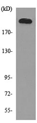 Western blot - Anti-MYH1 antibody (AB190605)